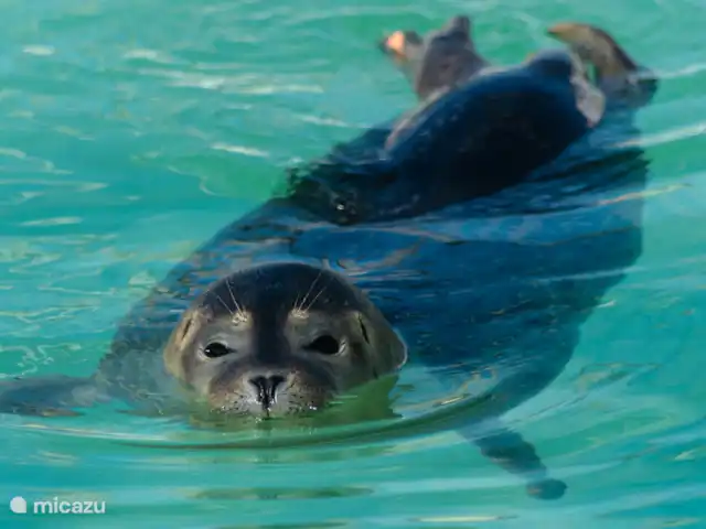Comprar una casa vacacional en Países Bajos, Frise, Noardburgum - Villa de agua independiente Kingfisher