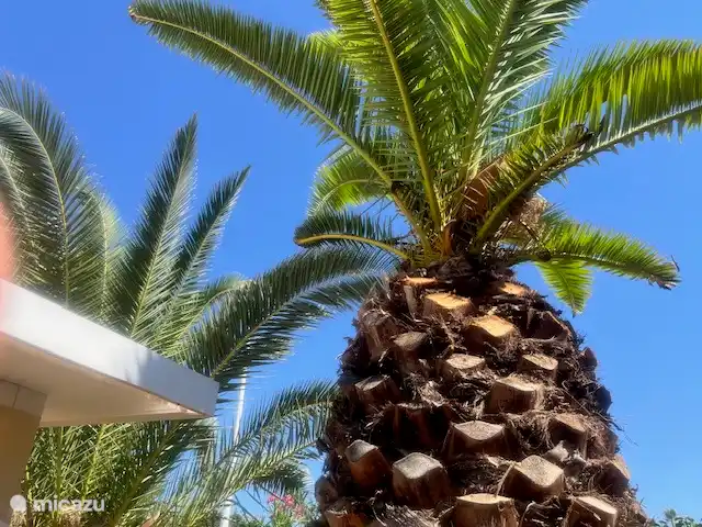 Acheter une villa | Espagne, Costa Blanca, Hondón de las Nieves - Prêt à emménager dans la maison au soleil Jardin de palmiers