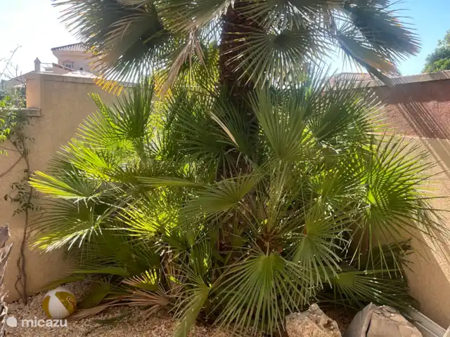 Acheter une villa | Espagne, Costa Blanca, Hondón de las Nieves - Prêt à emménager dans la maison au soleil 1 des 7 palmiers