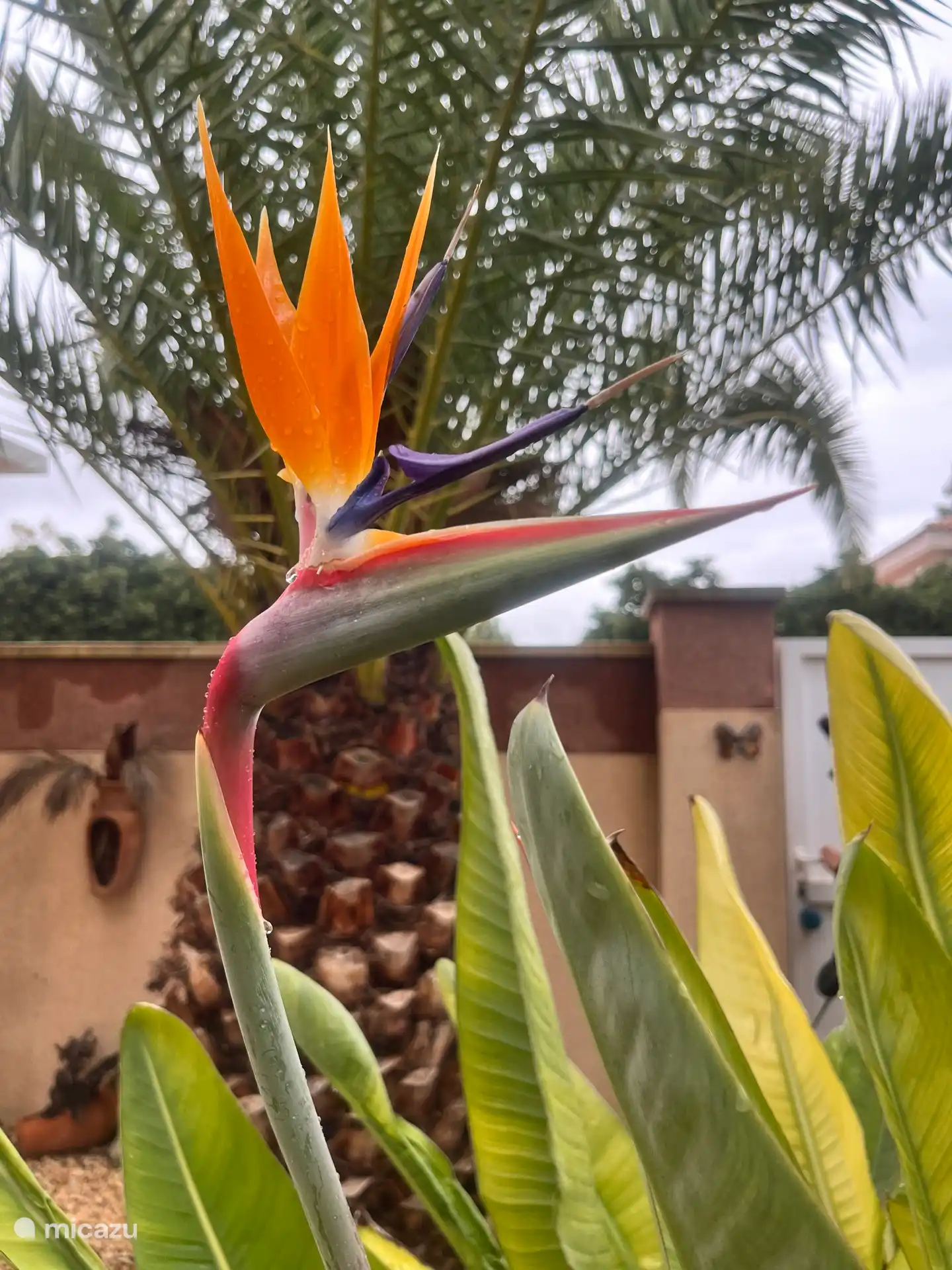 Blüht fast das ganze Jahr über