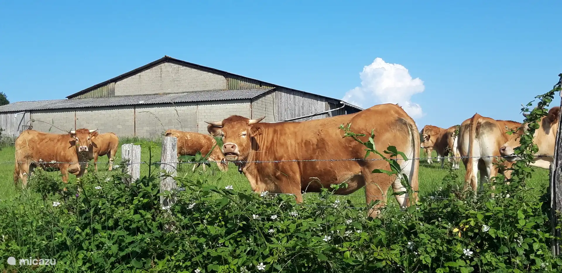 Beautiful grazing cows, bonjour madam!