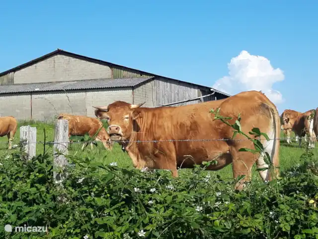 Acheter une villa | France, Charente, Écuras - Villa individuelle à Village le Chat De belles vaches au pâturage, bonjour madame !