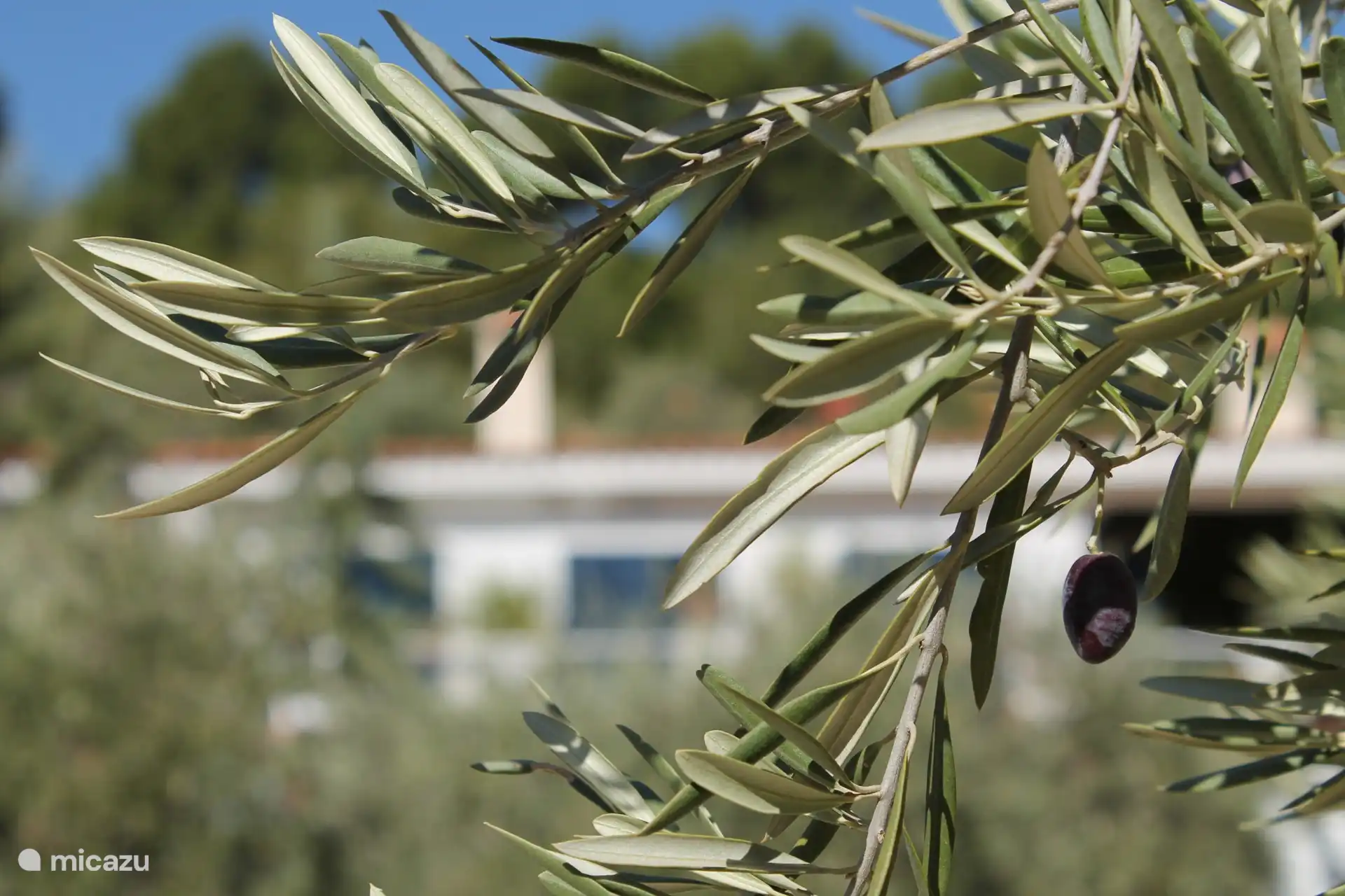 Dream house in a centuries-old olive grove.