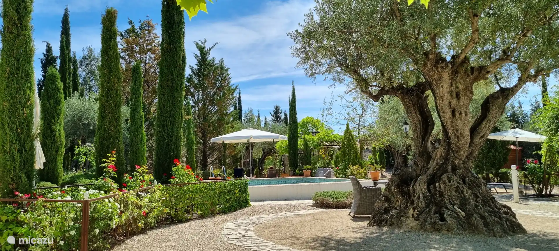 The centuries-old olive tree garden with swimming pool.