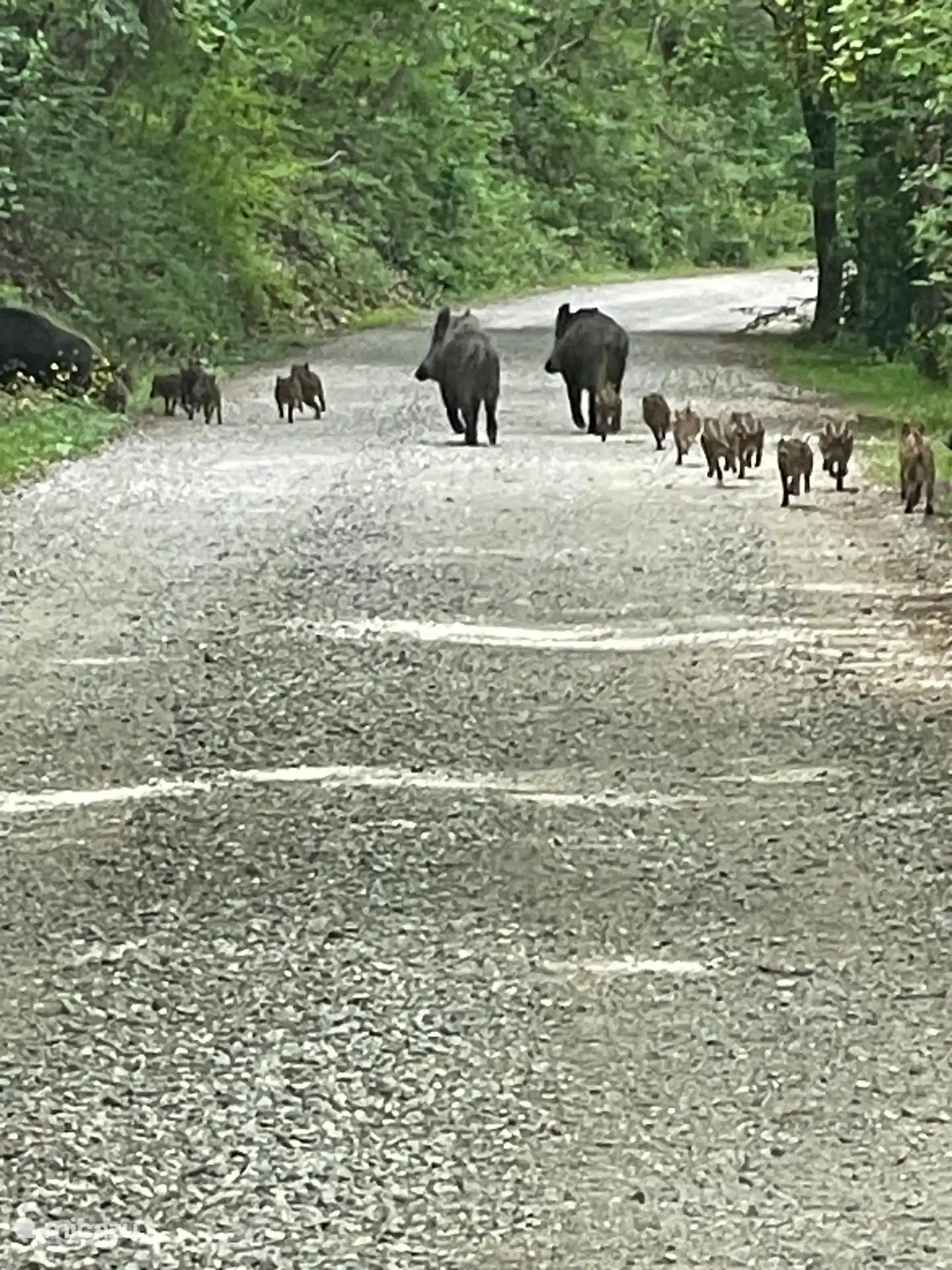 dieren in de omgeving