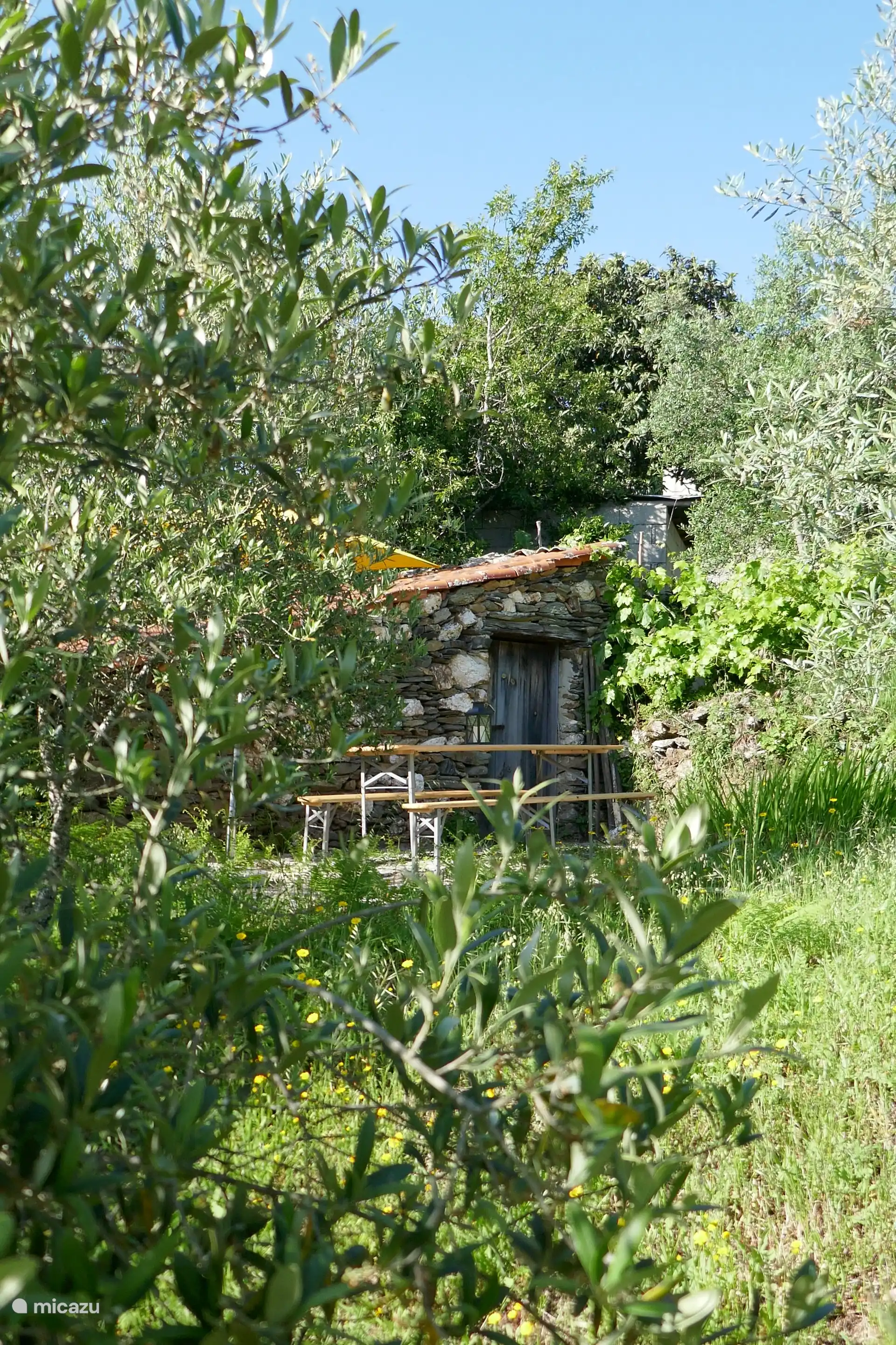 Communal terrace in the olive grove