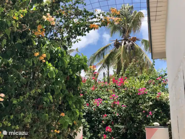 mini boutique resort met 7 studios kopen in Curaçao, Banda Abou (west), Grote Berg - bed & breakfast