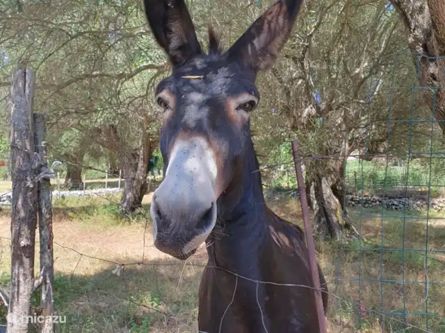 Campaniacasa kopen in Italië, Campanië, San Giovanni a Piro - vakantiehuis