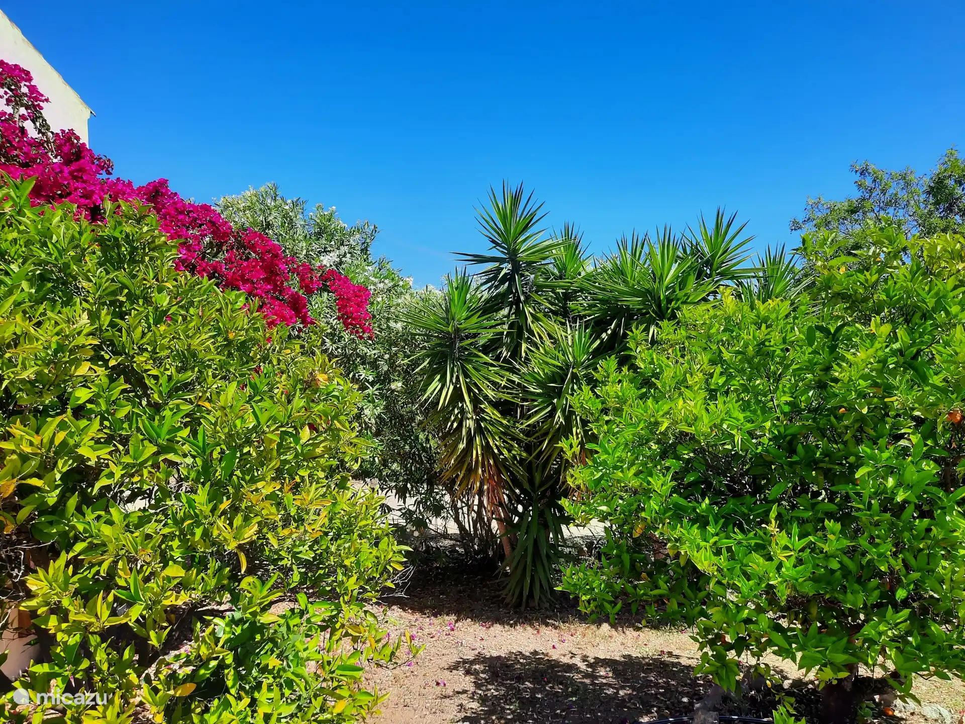 Heerlijke tuin met onder andere sinaasappelbomen, mandarijn, citroen, palmen, oleanders