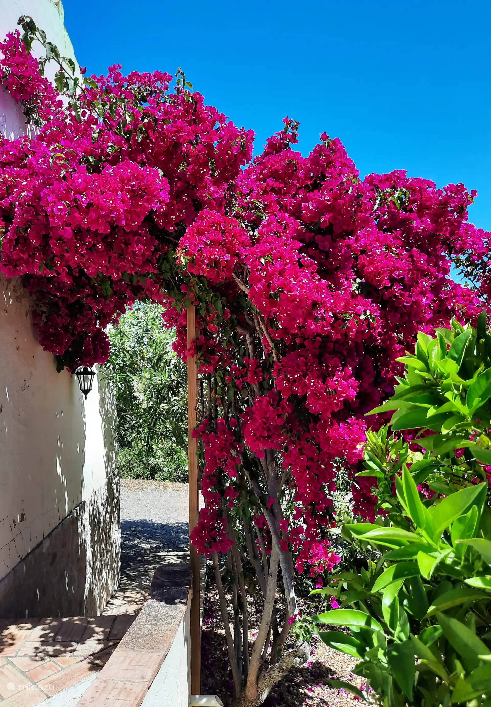 Prachtige Bougainvillea bij de villa