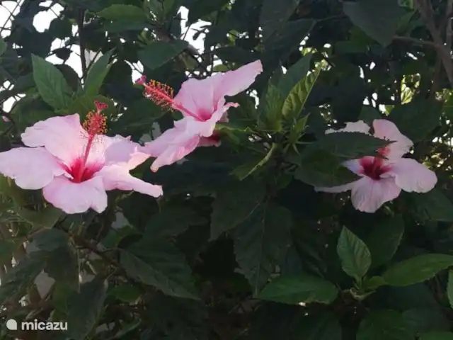 Elabarcava.it kopen in Italië, Sicilië, Mazara Del Vallo - bungalow