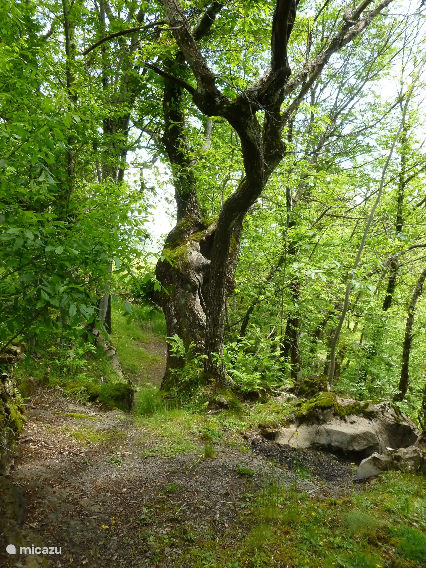 unmittelbare Nähe „Lagorara“
