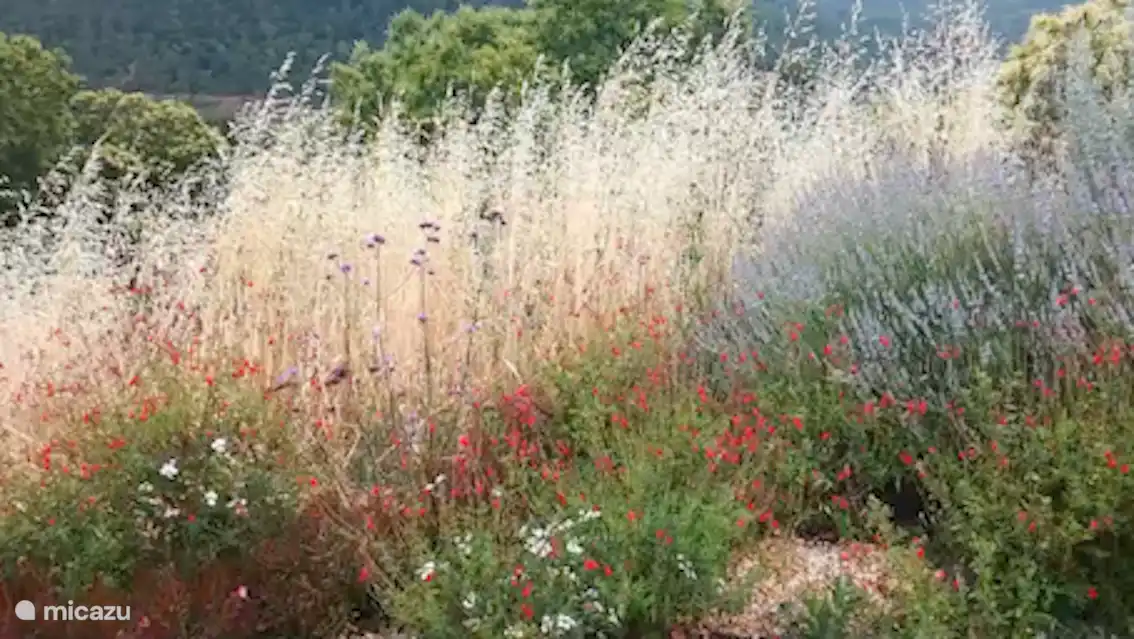 Detail of the garden