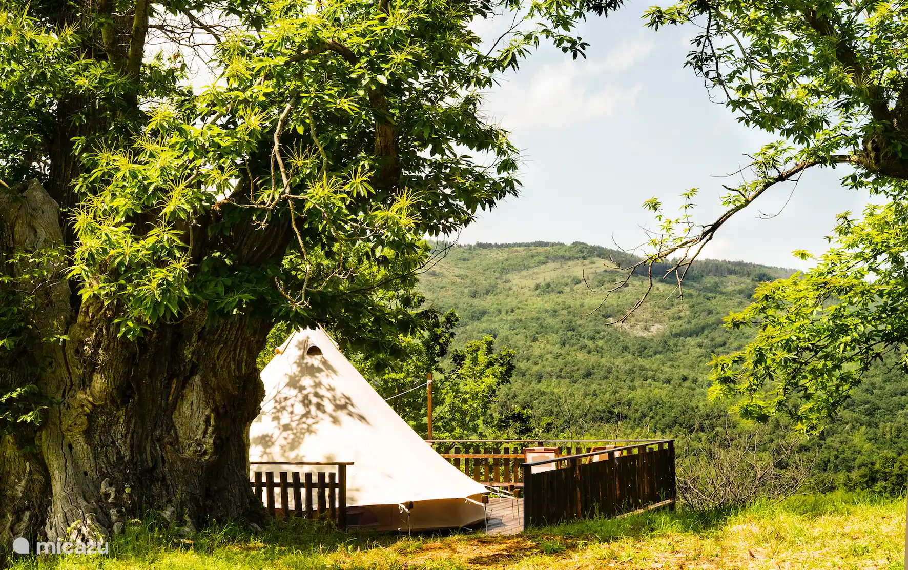 Glamping tent under a centuries-old chestnut tree