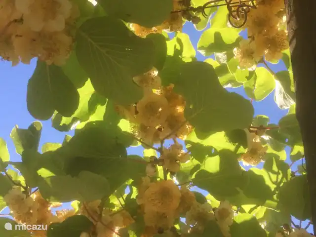 Comprar una casa vacacional en Italia, Campania, San Giovanni a Piro - Casa de vacaciones Scatolina