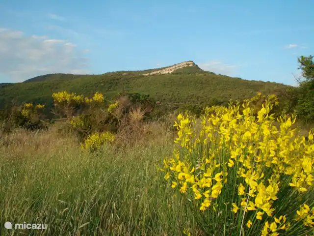 Acheter une maison de vacances | France, Hérault, La Tour-sur-Orb - « Les Dix Étoiles » dans La Tour sur Orb Sentiers de randonnée à côté de la maison à la fin du mois de mai avec le genêt sauvage en fleurs.