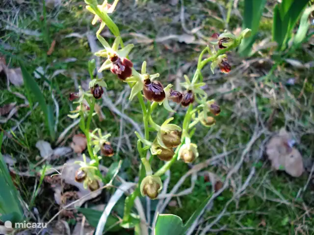 Acheter une maison de vacances | France, Hérault, La Tour-sur-Orb - « Les Dix Étoiles » dans La Tour sur Orb Orchidées sauvages dans la cour arrière au printemps.