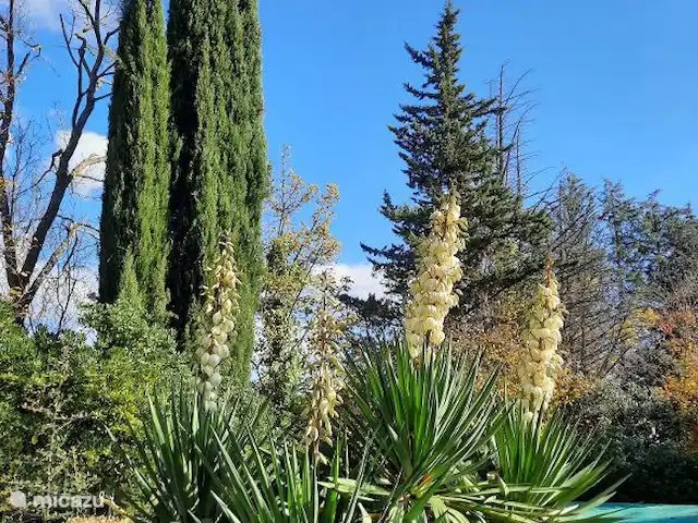 Acheter une maison de vacances | France, Hérault, La Tour-sur-Orb - « Les Dix Étoiles » dans La Tour sur Orb Jardin avec des yuccas et des cyprès.