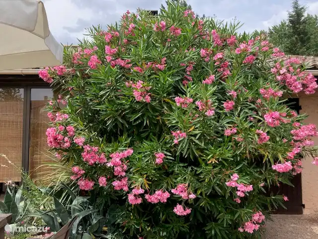 Acheter une maison de vacances | France, Hérault, La Tour-sur-Orb - « Les Dix Étoiles » dans La Tour sur Orb Grand laurier-rose pour le garage.