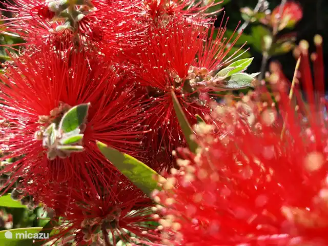 Acheter une maison de vacances | France, Hérault, La Tour-sur-Orb - « Les Dix Étoiles » dans La Tour sur Orb Détail pour les passionnés.