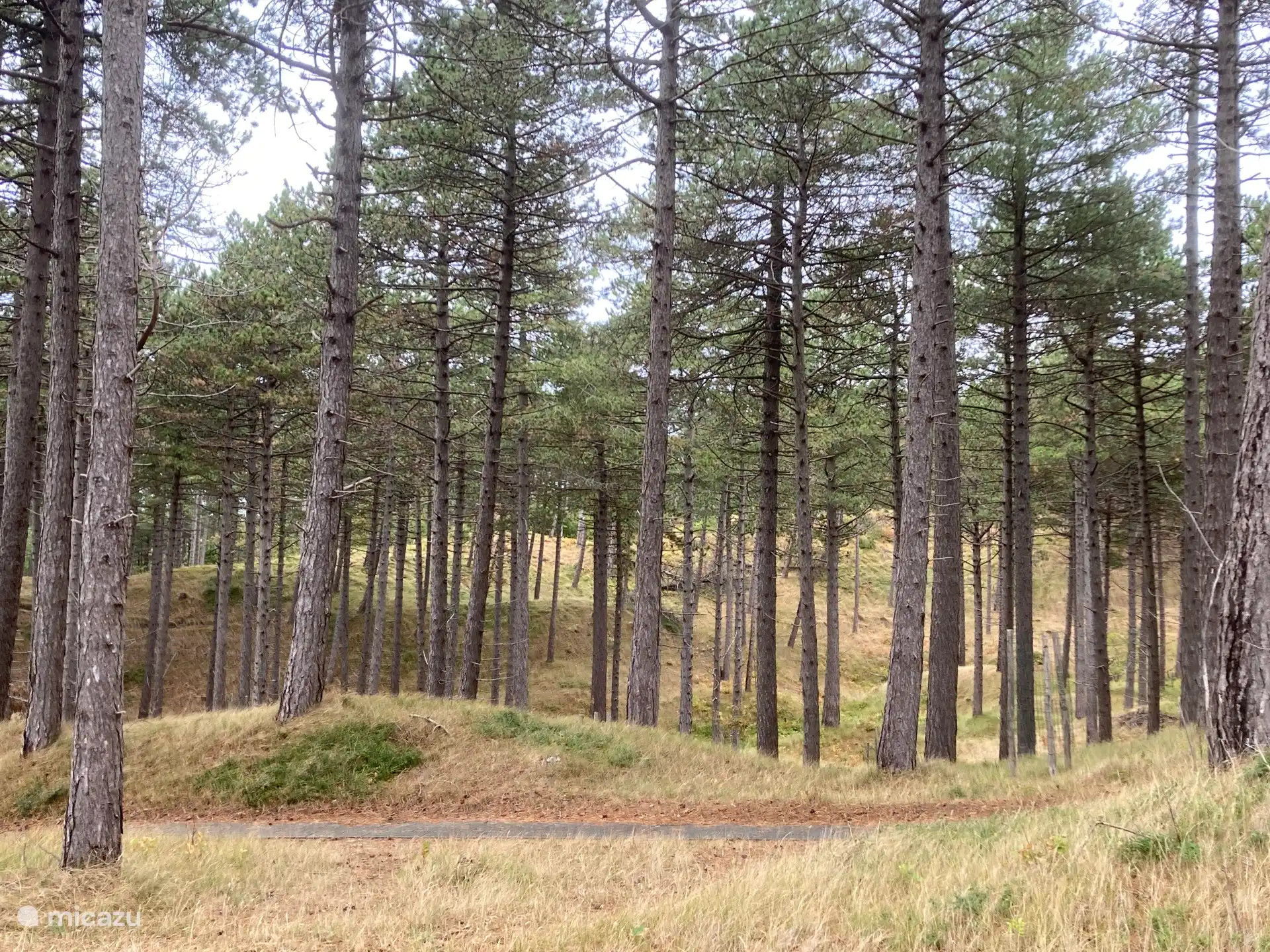 Forestry 