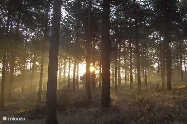 The forest at West Schouten .... plenty of opportunities for walking

