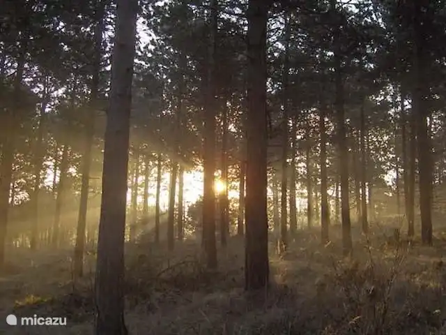 Location de Vacances Pays-Bas, Zélande, Burgh-Haamstede, maison de vacances - Westenschouwen La Sirène La forêt à Westenschouten .... de nombreuses possibilités de belles promenades