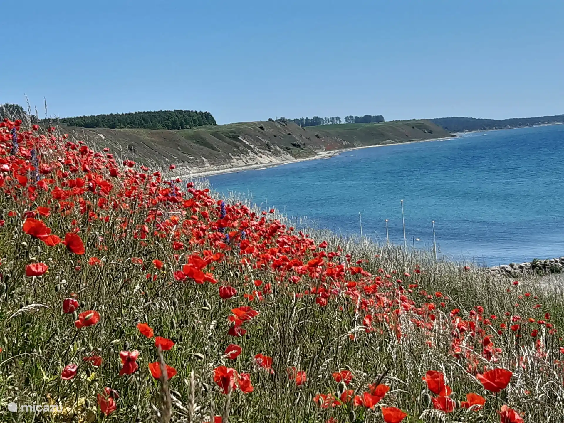 Poppies aan zee in het voorjaar