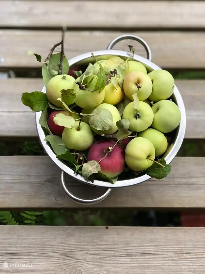 Äpfel aus dem eigenen Garten