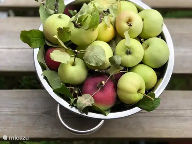 Colline des bouleaux | Suède, Värmland, Sunnemo - gîte / cottage Pommes de votre propre jardin