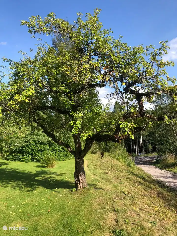 Einer der Apfelbäume und die Auffahrt zum Haus