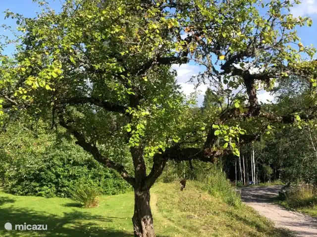 Colline des bouleaux | Suède, Värmland, Sunnemo - gîte / cottage Un des pommiers et l'allée menant à la maison