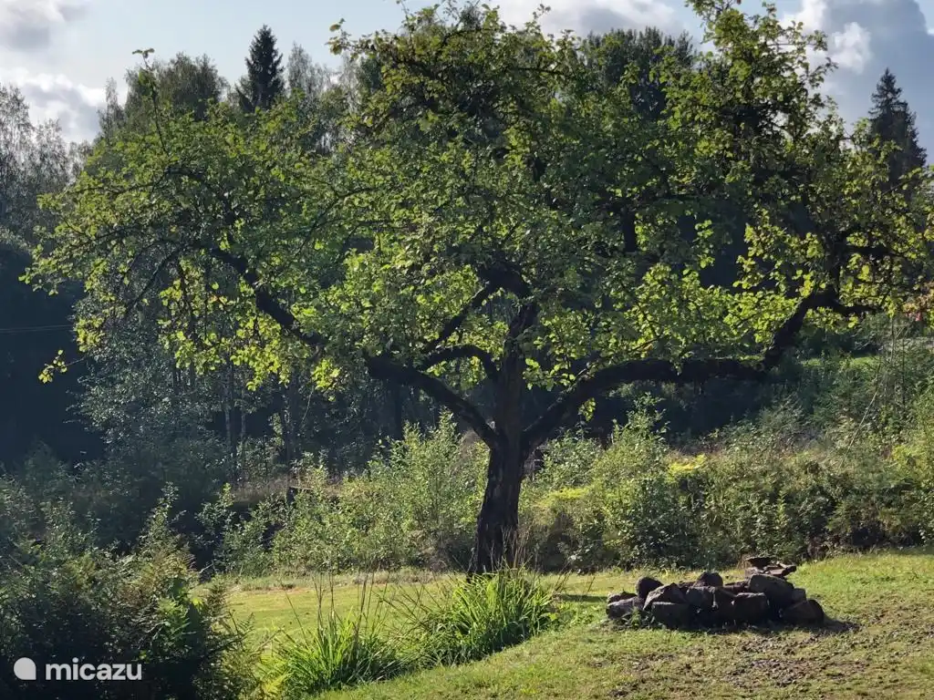 Kleine Feuerstelle und der große Apfelbaum