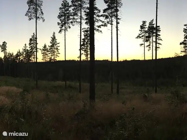 Colline des bouleaux | Suède, Värmland, Sunnemo - gîte / cottage Wapiti regardant derrière la maison