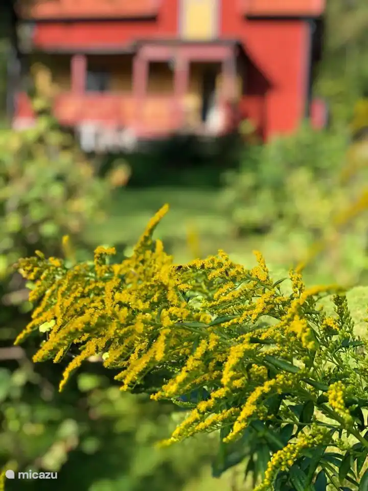 Immer unterschiedliche Blütenpflanzen für das Jahr, Sommer und Herbst