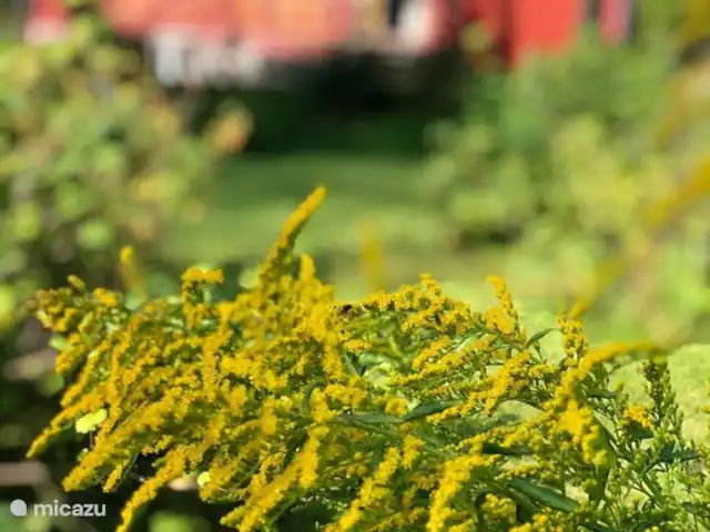 Colline des bouleaux | Suède, Värmland, Sunnemo - gîte / cottage Des plantes à fleurs toujours différentes pour l'année, l'été et l'automne