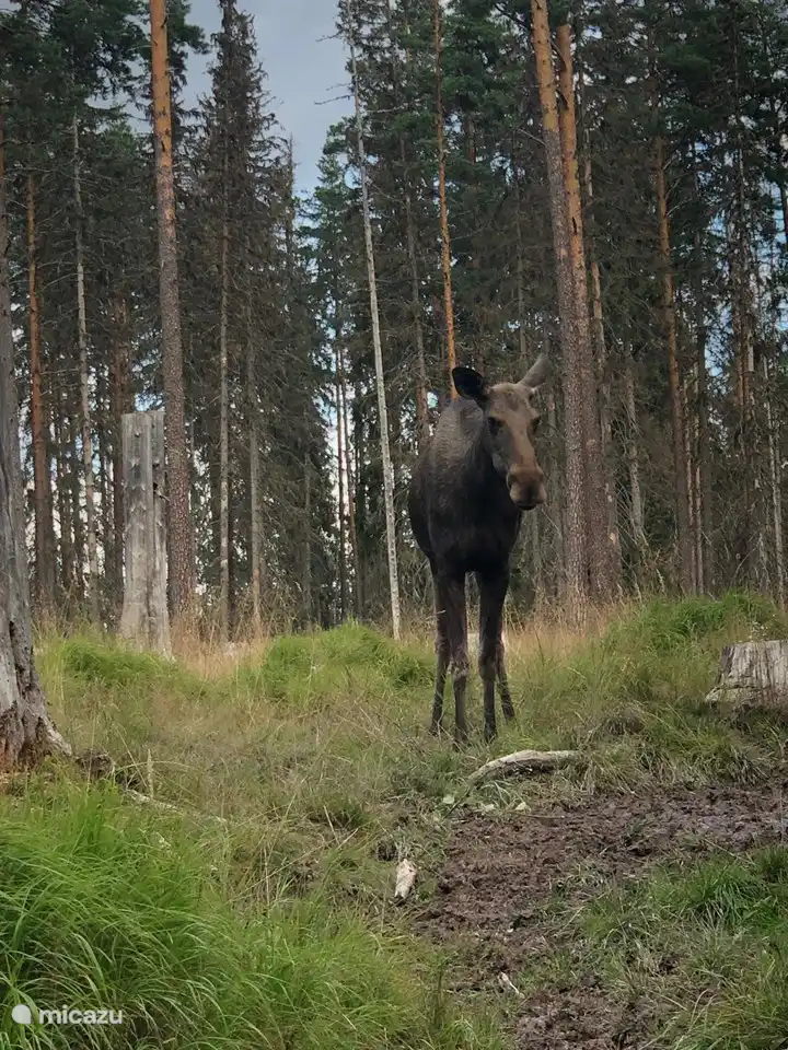 Elche beobachten ist für uns immer das Highlight des Urlaubs
