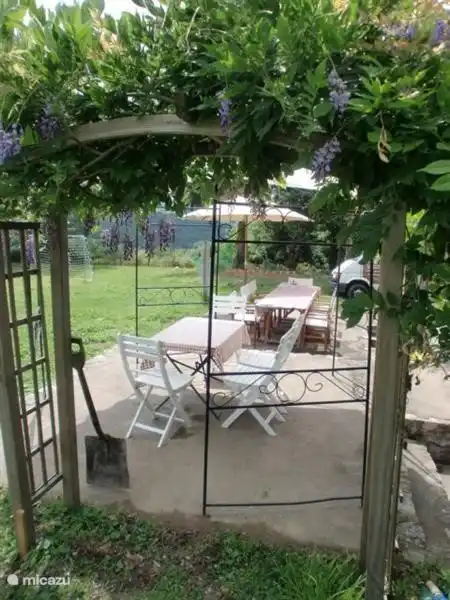 blaue Traube und Terrasse