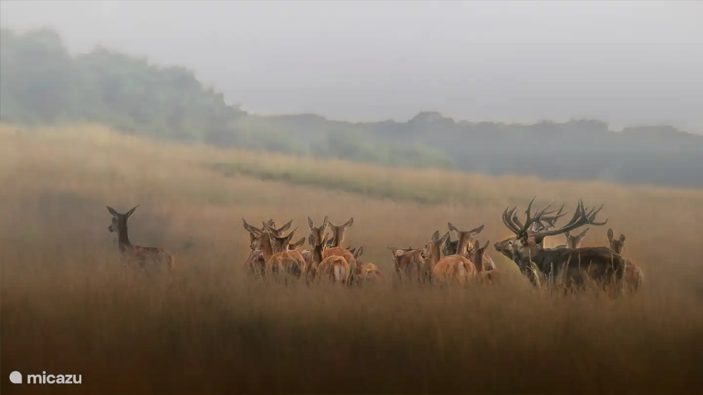 Besuchen Sie den Nationalpark Hoge Veluwe