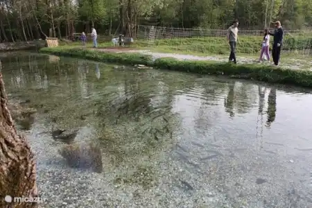 Pêche à la truite