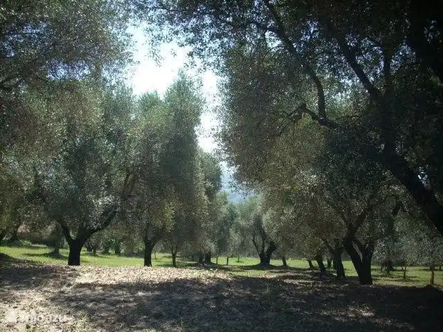 Olivenbäume