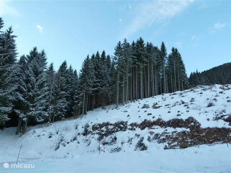 Der Wald auf der Rückseite des Hauses.