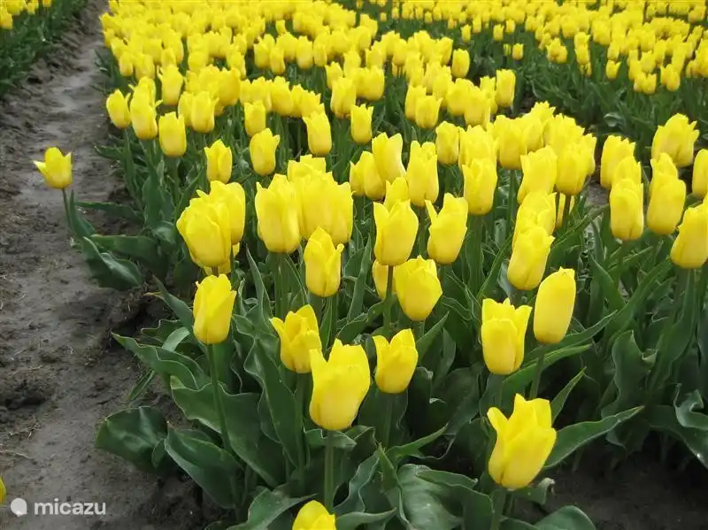 The bulb within walking distance but a bike ride takes you through all the colors and the mills. We have routes available to you.