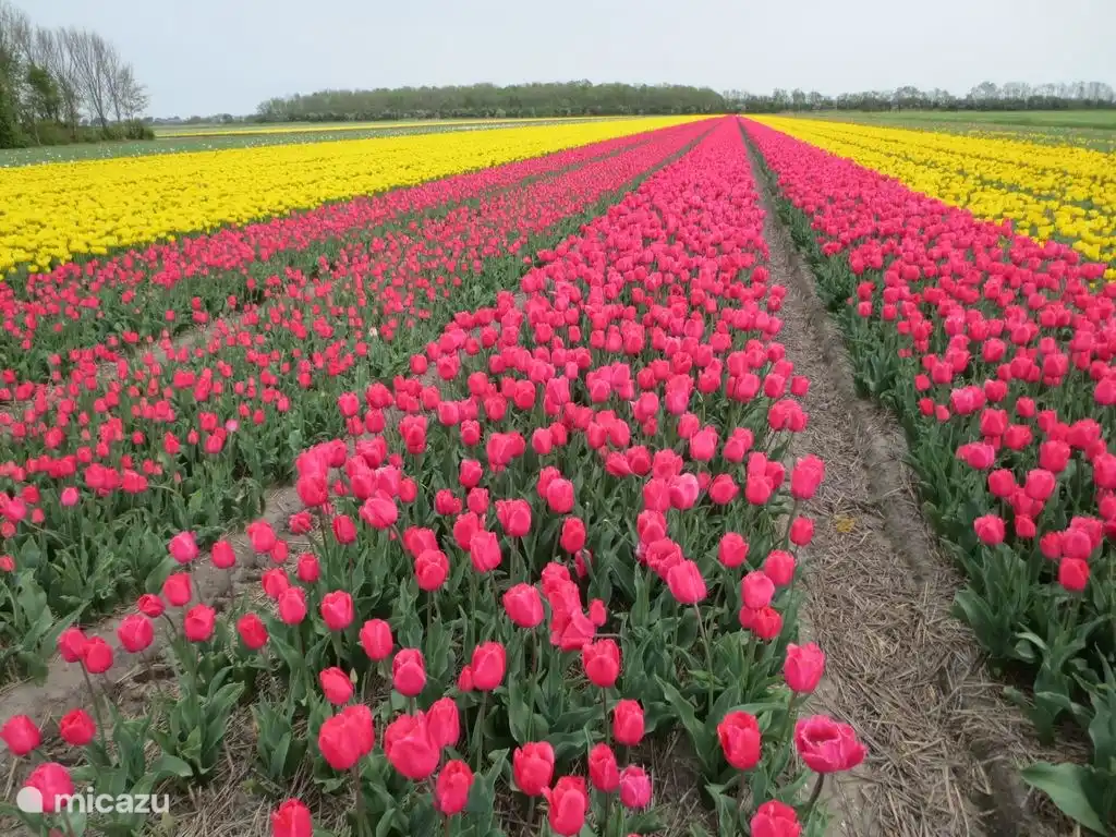 In the spring many colors on the fields.