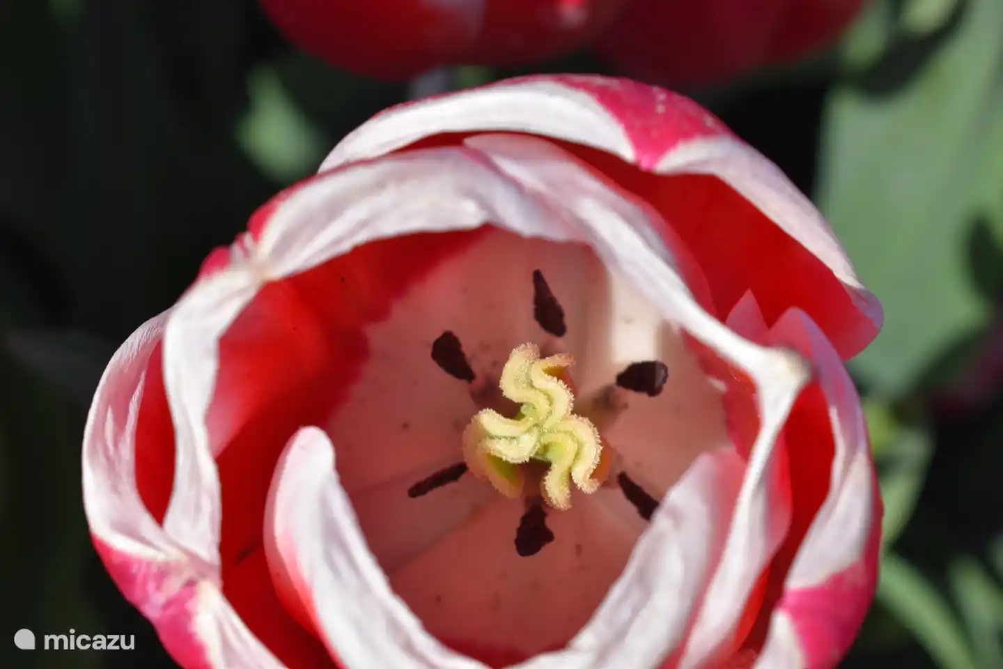The heart of the tulip.