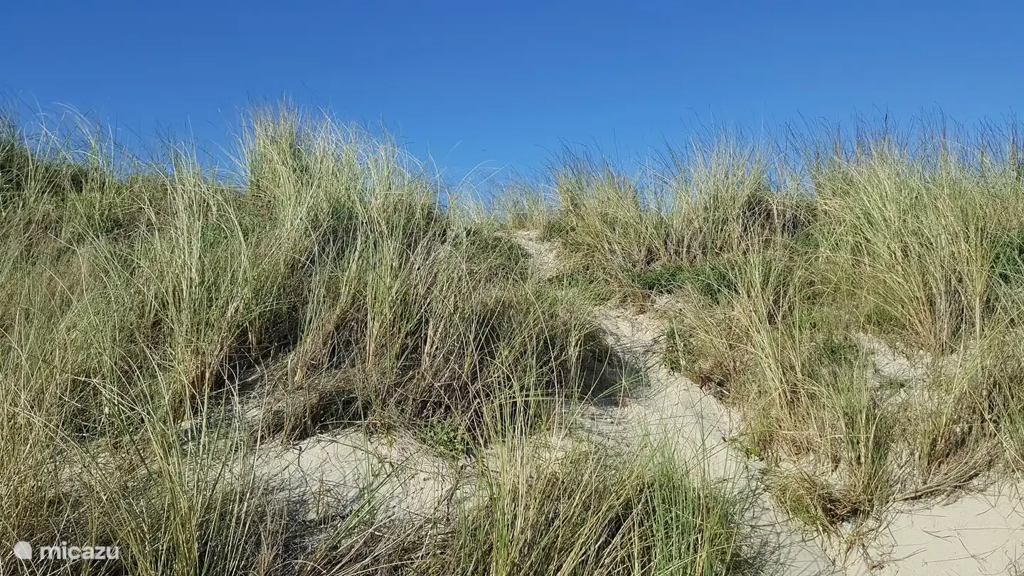 Expansive dune areas