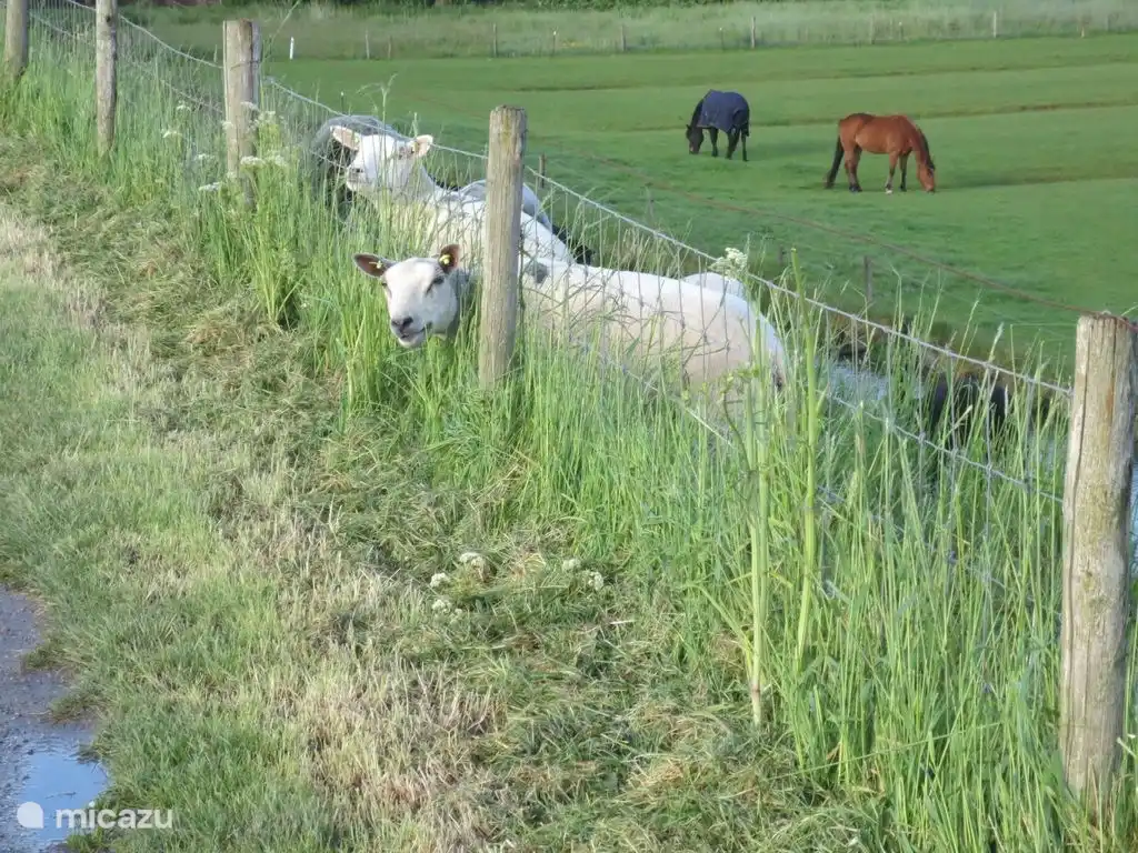 Always a view over the dike