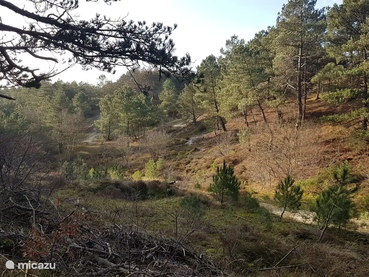 Enjoy a walk in the vast forest - dune landscape in Schoorl