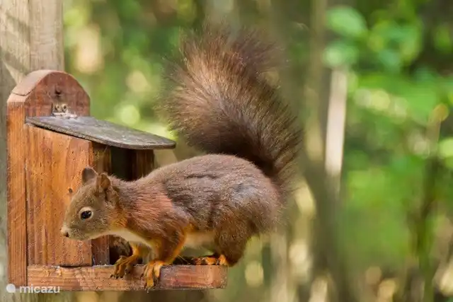 Dit is onze huis-eekhoorn