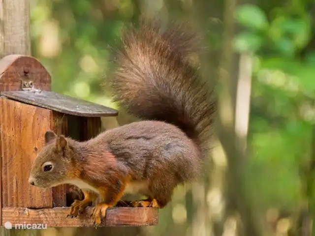Location de Vacances Pays-Bas, Gueldre, Vragender, maison de vacances - Het Kamper C'est notre écureuil domestique